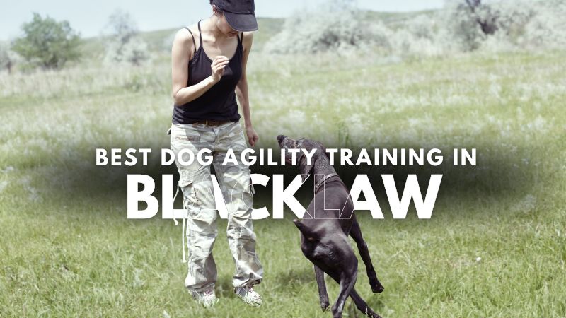 Best Dog Agility Training in Blacklaw