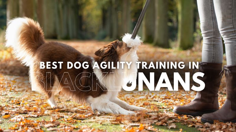 Best Dog Agility Training in Blacklunans