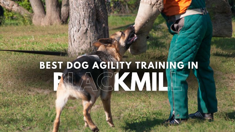 Best Dog Agility Training in Blackmill