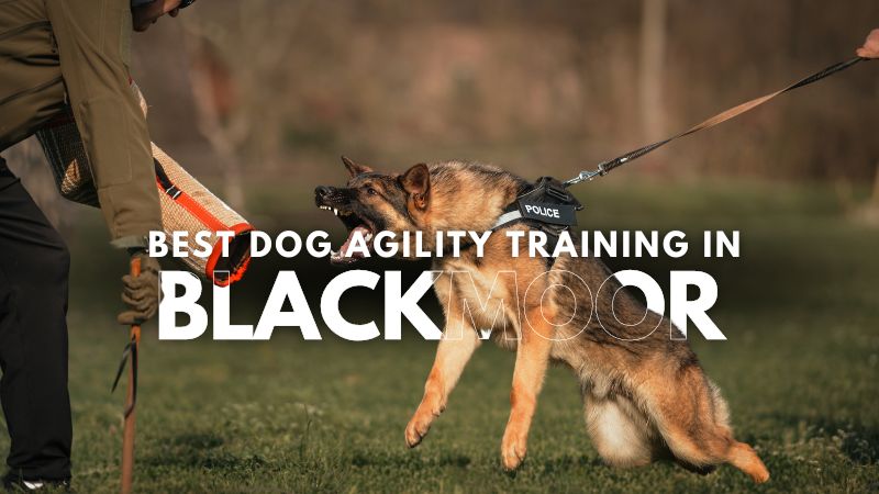 Best Dog Agility Training in Blackmoor