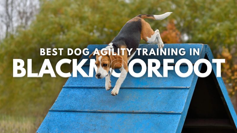 Best Dog Agility Training in Blackmoorfoot