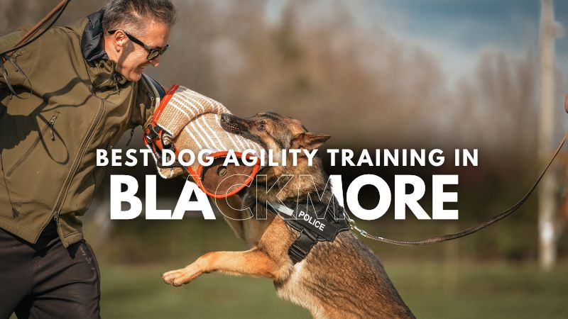 Best Dog Agility Training in Blackmore