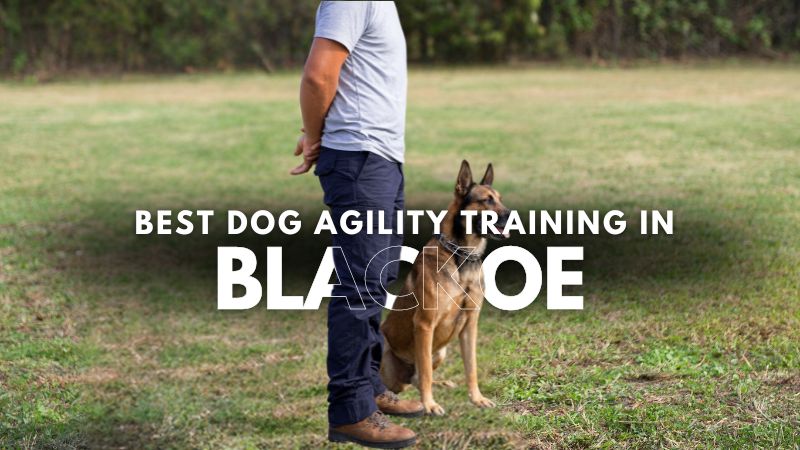 Best Dog Agility Training in Blackoe