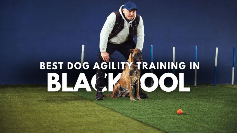 Best Dog Agility Training in Blackpool