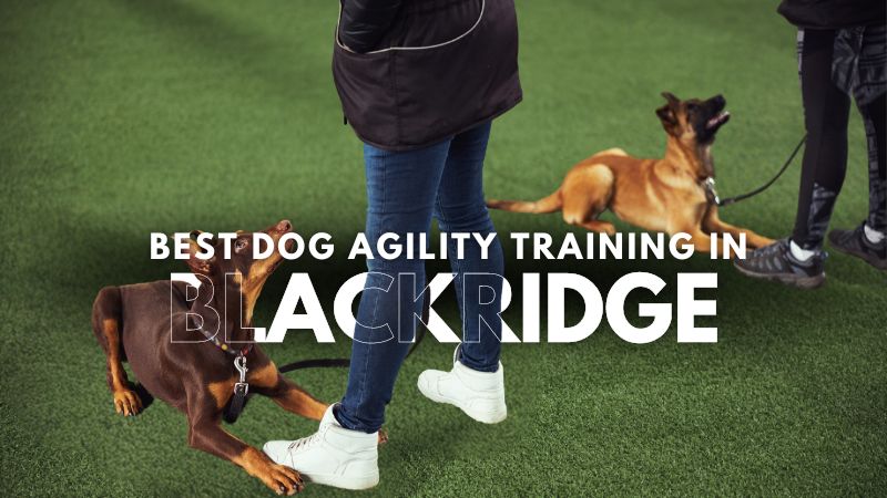 Best Dog Agility Training in Blackridge