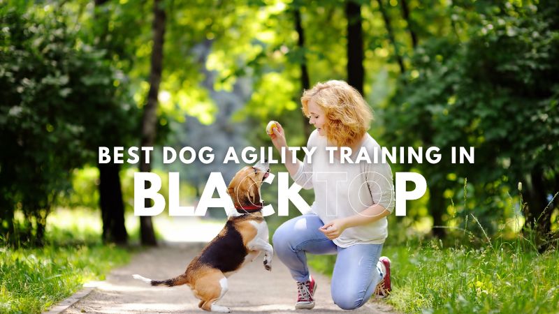 Best Dog Agility Training in Blacktop