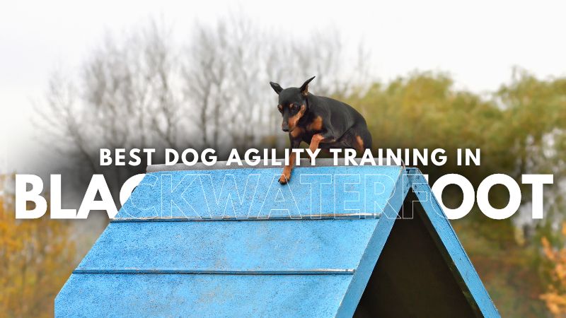 Best Dog Agility Training in Blackwaterfoot