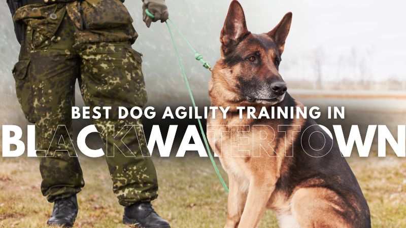 Best Dog Agility Training in Blackwatertown