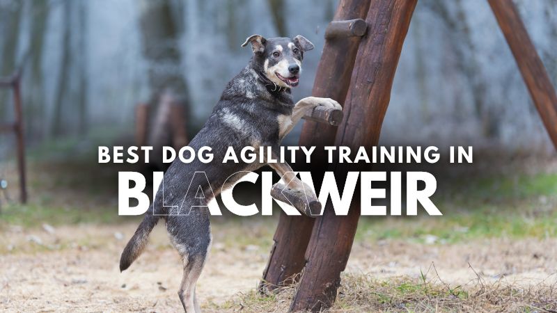 Best Dog Agility Training in Blackweir