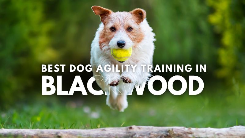 Best Dog Agility Training in Blackwood