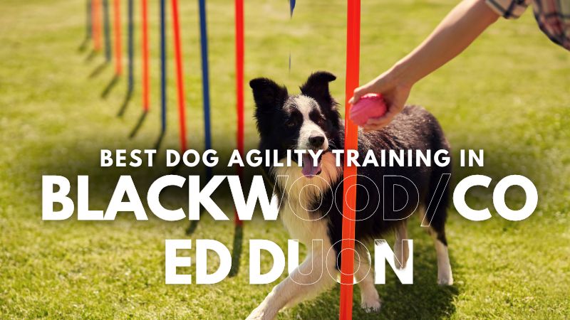 Best Dog Agility Training in Blackwood_Coed Duon