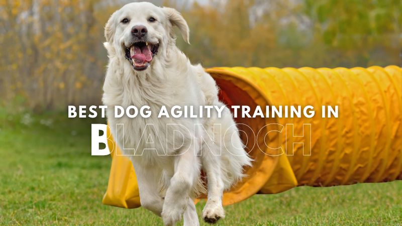 Best Dog Agility Training in Bladnoch