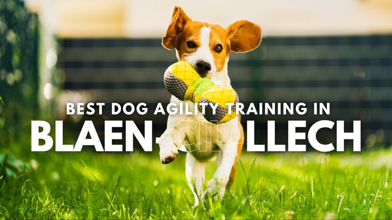 Best Dog Agility Training in Blaen-Cil-Llech