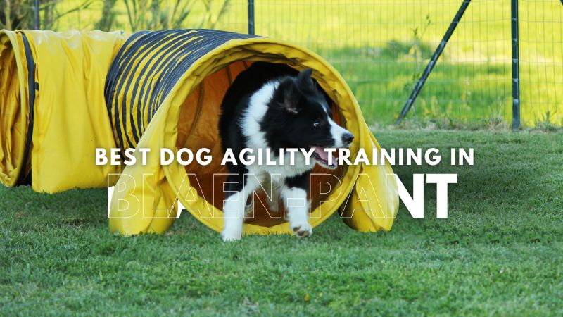 Best Dog Agility Training in Blaen-pant