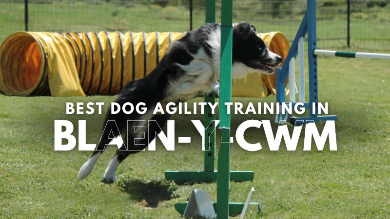 Best Dog Agility Training in Blaen-y-cwm