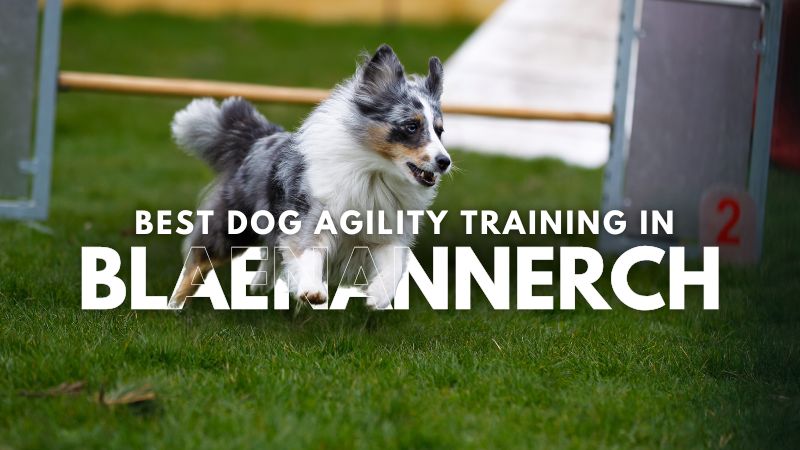 Best Dog Agility Training in Blaenannerch