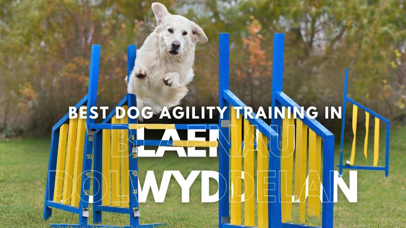 Best Dog Agility Training in Blaenau Dolwyddelan