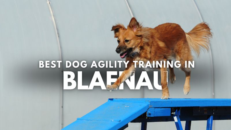 Best Dog Agility Training in Blaenau