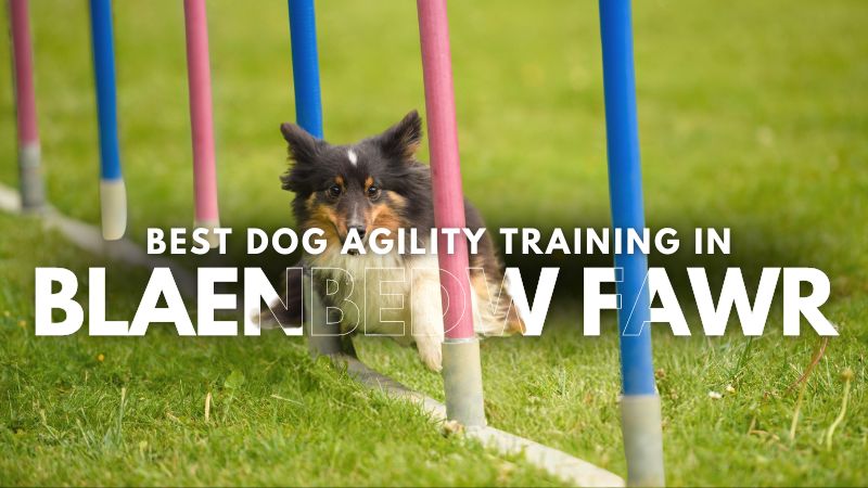 Best Dog Agility Training in Blaenbedw Fawr