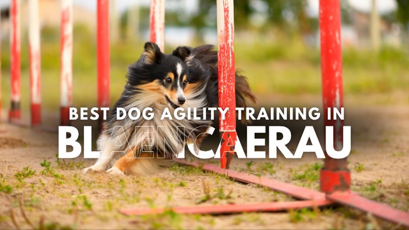 Best Dog Agility Training in Blaencaerau