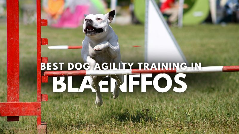 Best Dog Agility Training in Blaenffos