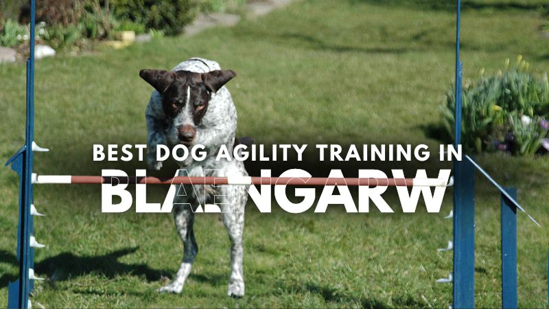 Best Dog Agility Training in Blaengarw