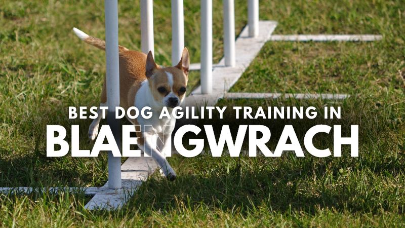 Best Dog Agility Training in Blaengwrach