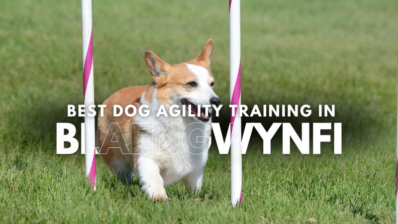 Best Dog Agility Training in Blaengwynfi