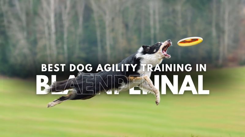 Best Dog Agility Training in Blaenpennal