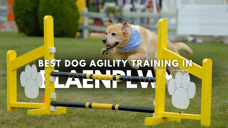 Best Dog Agility Training in Blaenplwyf