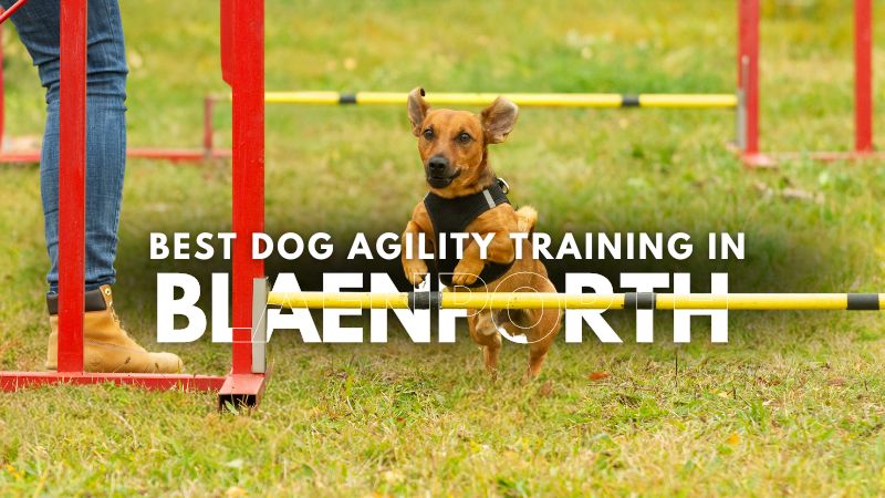 Best Dog Agility Training in Blaenporth