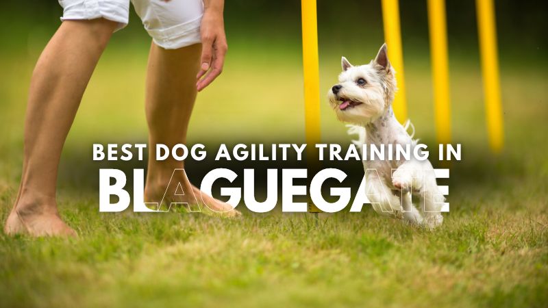 Best Dog Agility Training in Blaguegate