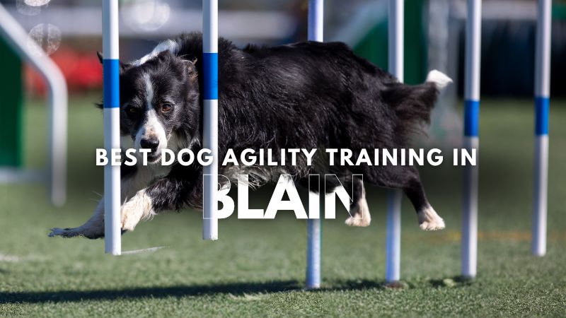 Best Dog Agility Training in Blain