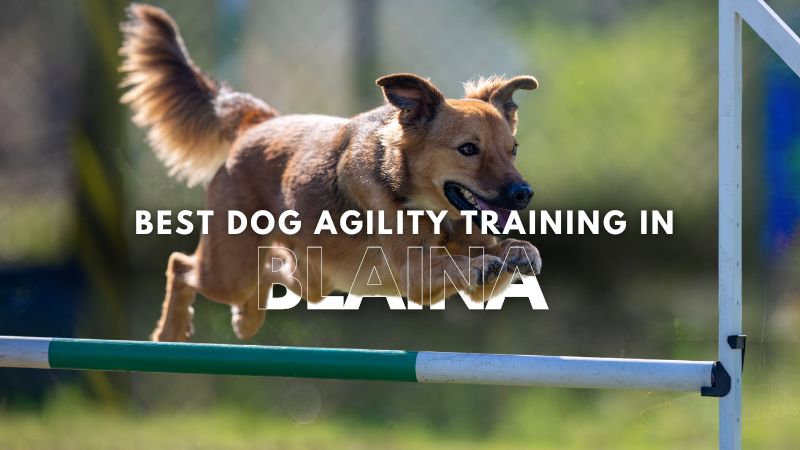 Best Dog Agility Training in Blain