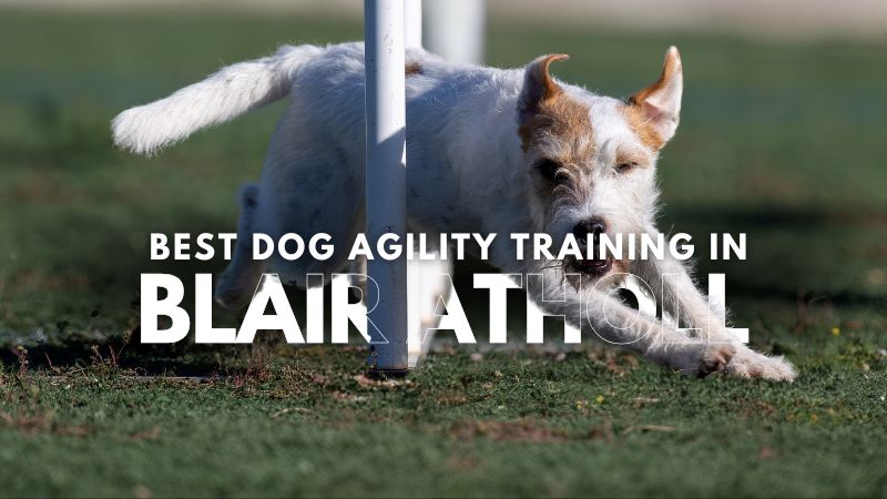 Best Dog Agility Training in Blair Atholl
