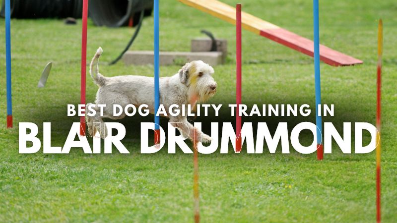 Best Dog Agility Training in Blair Drummond