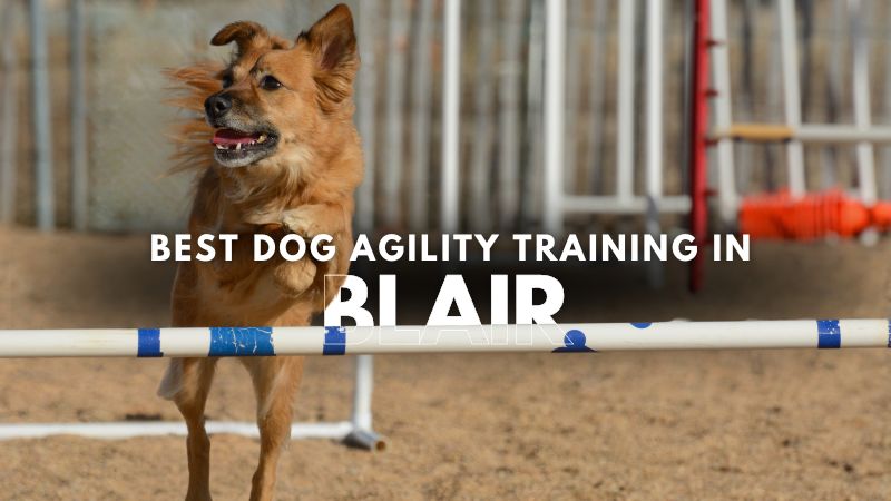 Best Dog Agility Training in Blair