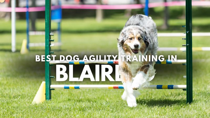 Best Dog Agility Training in Blairbeg