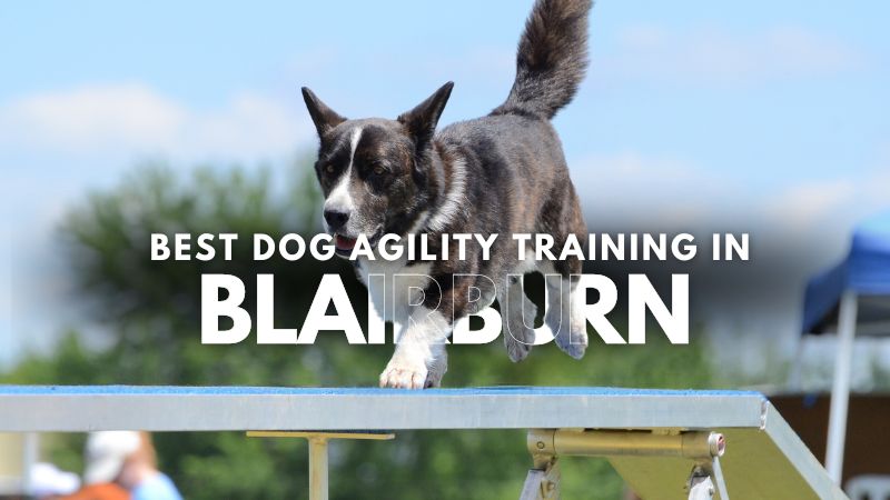 Best Dog Agility Training in Blairburn