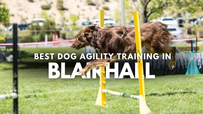 Best Dog Agility Training in Blairhall