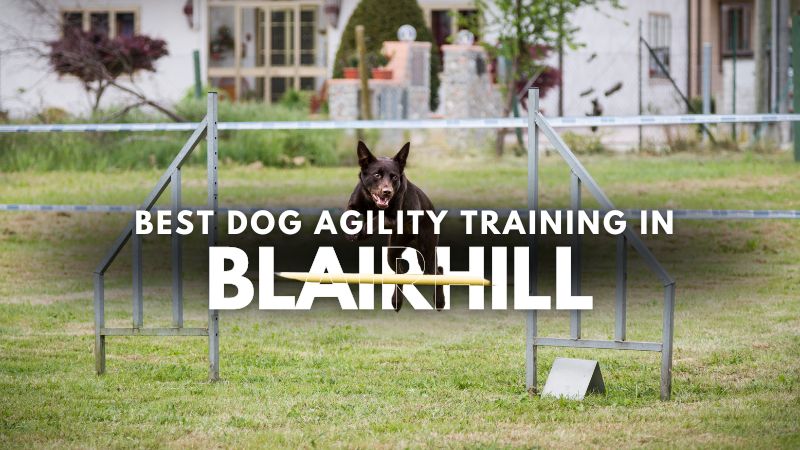 Best Dog Agility Training in Blairhill