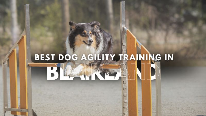 Best Dog Agility Training in Blairland