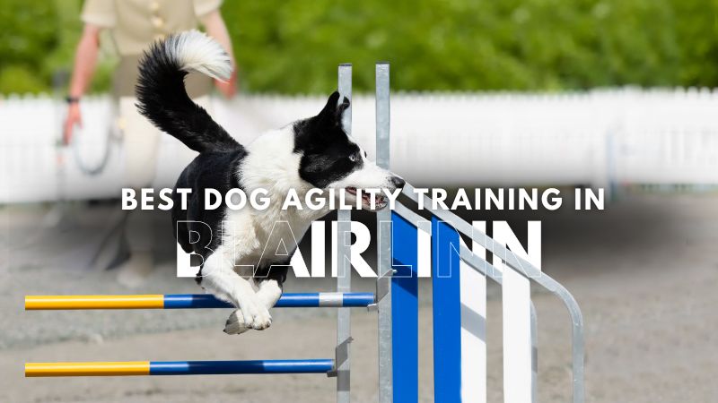 Best Dog Agility Training in Blairlinn