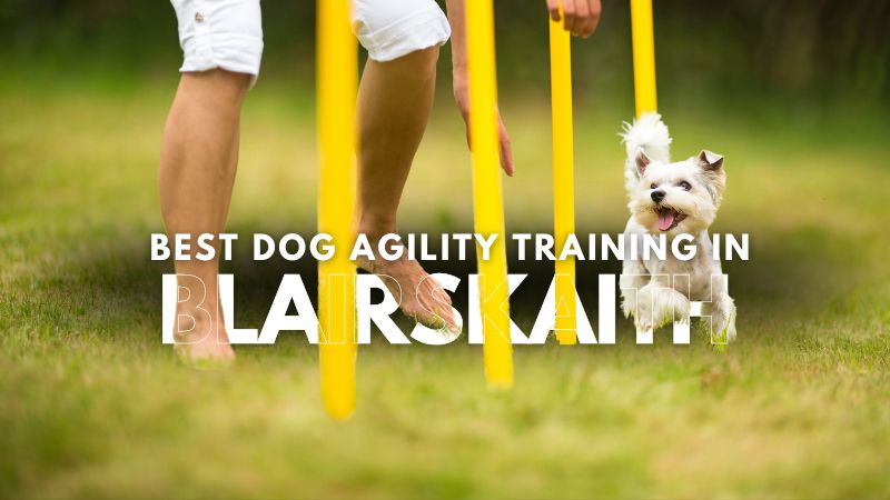 Best Dog Agility Training in Blairskaith