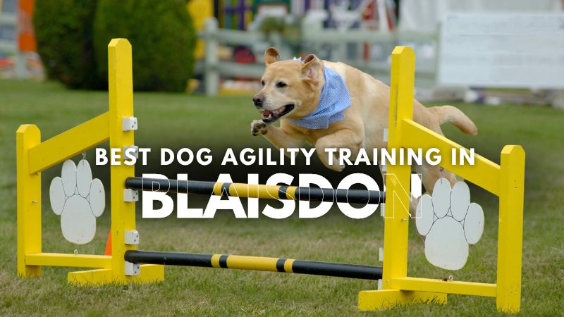 Best Dog Agility Training in Blaisdon