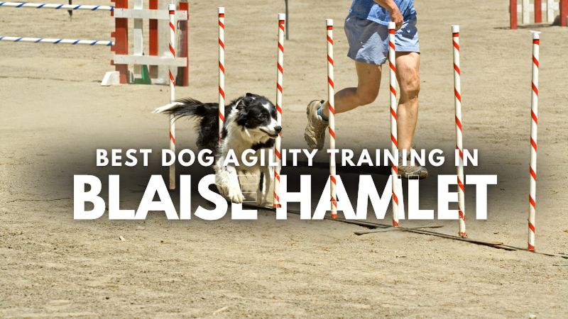 Best Dog Agility Training in Blaise Hamlet