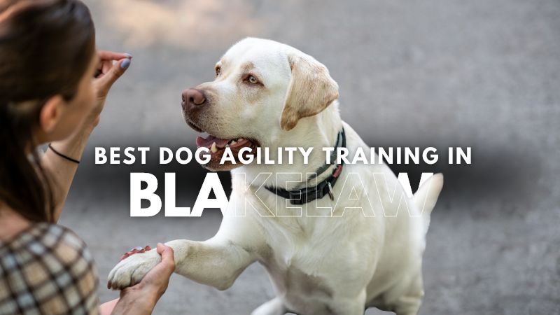 Best Dog Agility Training in Blakelaw