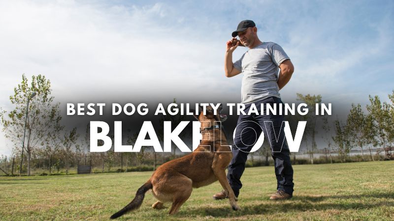 Best Dog Agility Training in Blakelow