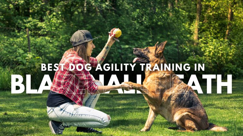 Best Dog Agility Training in Blakenall Heath