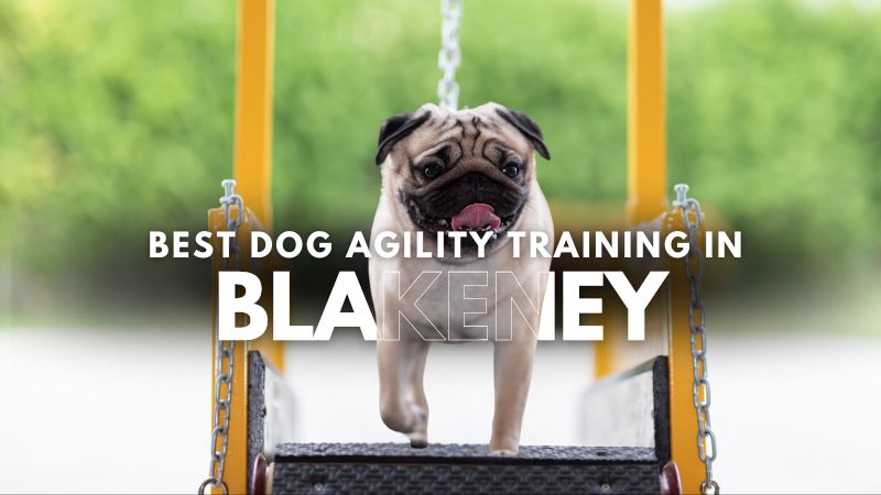 Best Dog Agility Training in Blakeney